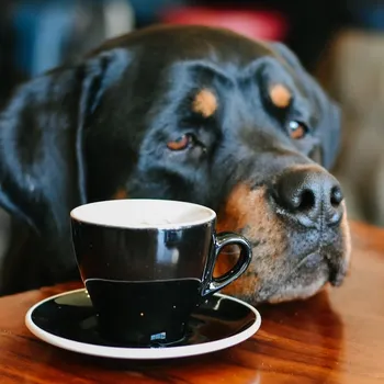 Can Dogs & Cats Drink Coffee? How to Keep Your Pet Safe!