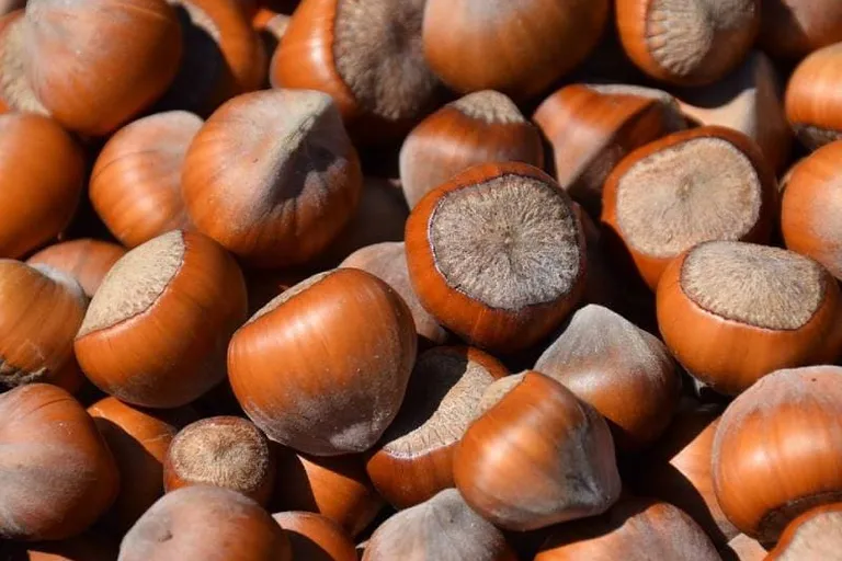 5 Best Hazelnut Coffee Brands 2026 - Top Picks & Reviews