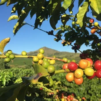 5 Best Brazilian Coffee Brands 2026 - Top Picks & Reviews