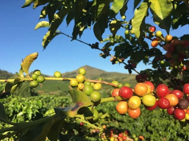 5 Best Brazilian Coffee Brands 2026 - Top Picks & Reviews