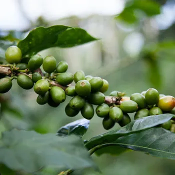 5 Best Nicaraguan Coffee Brands 2026 - Reviews & Top Picks