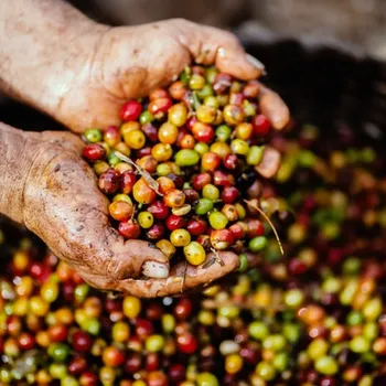 6 Best Fair Trade Coffee Brands 2026 — Guide & Top Picks
