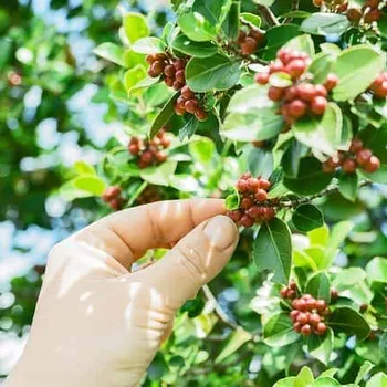 5 Best Guatemalan Coffee Brands 2026 — Top Picks & Guide