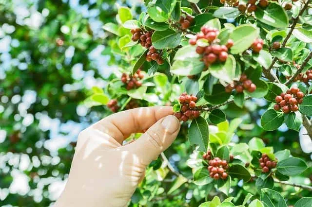 5 Best Guatemalan Coffee Brands 2026 — Top Picks & Guide