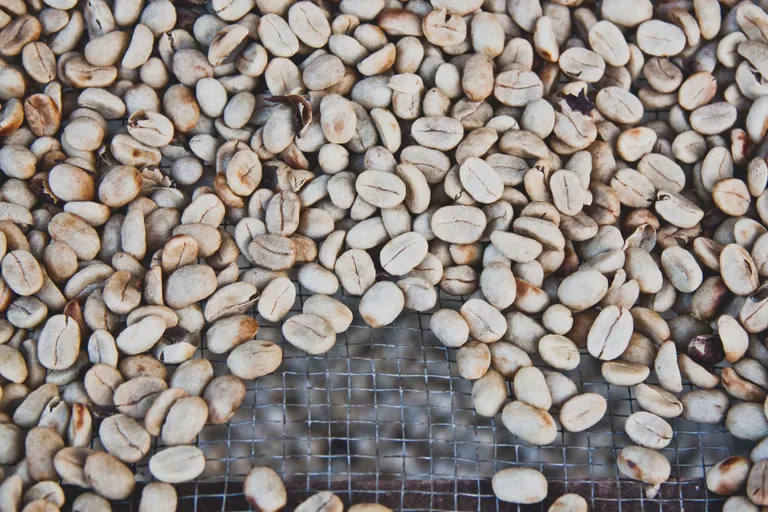 What Is White Coffee? How to Make it & Brewing Tips