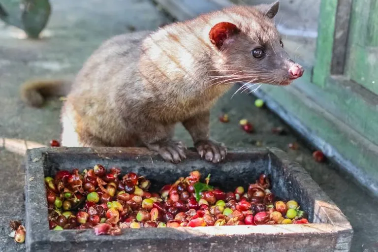 What Is Kopi Luwak? The Disturbing Story of Cat Poop Coffee