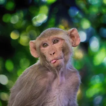 What Is Monkey Coffee? Disturbing Facts About This Rare Animal Coffee