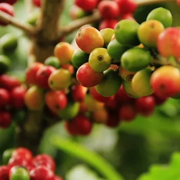 How to Grow a Coffee Plant: Expert Tips & Care Guide