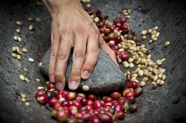 Coffee Processing 101: Washed, Natural & Honey Methods