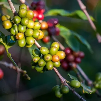 What is a Coffee Cherry & How Does It Taste? A Coffee Fruit Guide