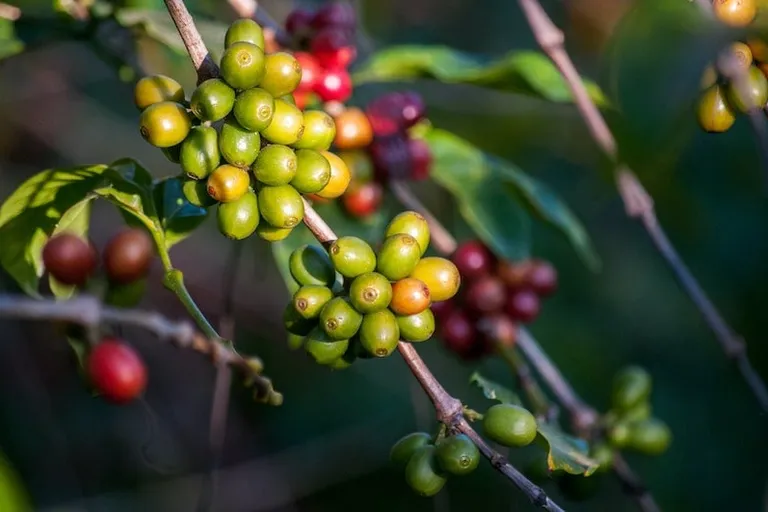 What is a Coffee Cherry & How Does It Taste? A Coffee Fruit Guide