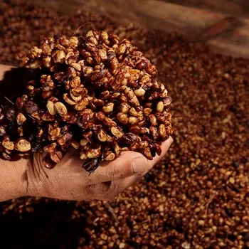 What is Honey Processed Coffee? Find the Right Type For You