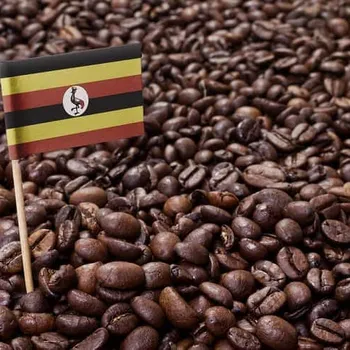 Ugandan Coffee: History, Brewing Tips & Flavors