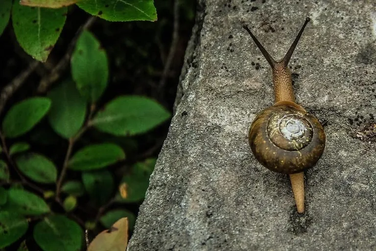 How to Get Rid of Slugs and Snails with Coffee: Gardening Tips