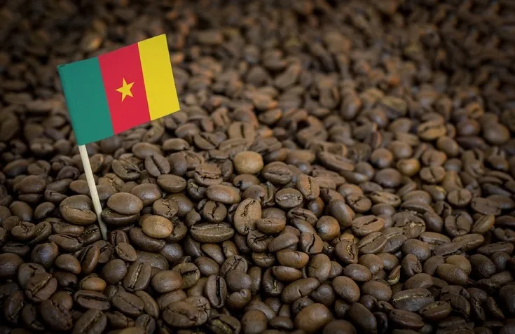Cameroon Coffee: Amazing History & Flavors