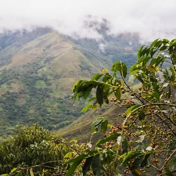 Coffee & Climate Change: What Can Happen to Coffee in the Future