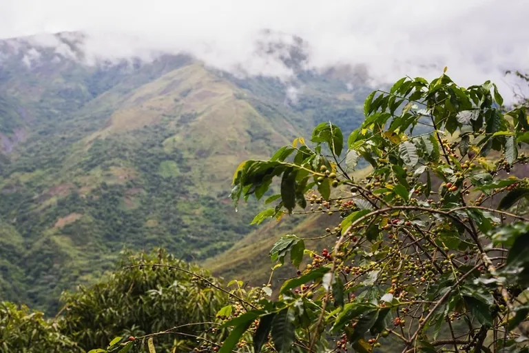 Coffee & Climate Change: What Can Happen to Coffee in the Future