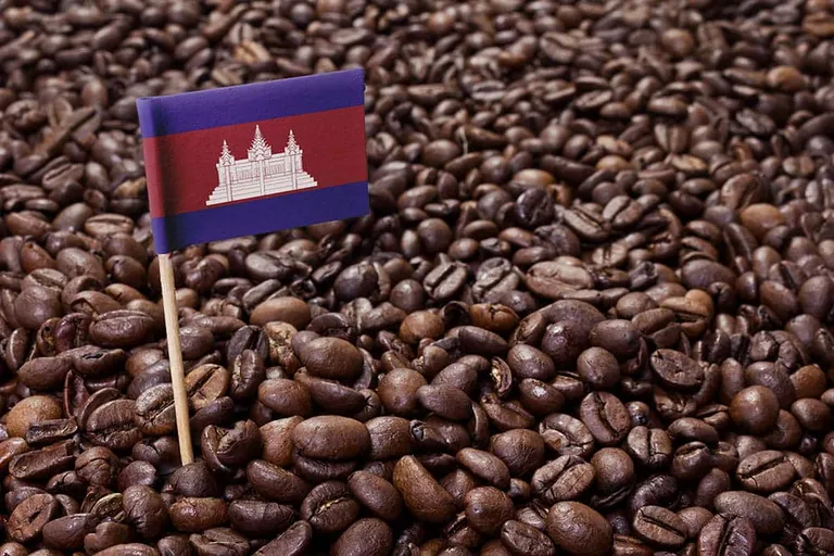 Cambodian Coffee Culture Guide: History, Flavors & Facts