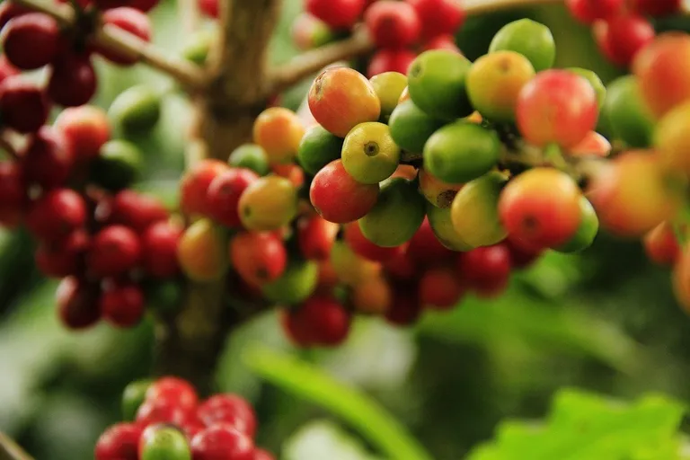What is Coffee Fruit Extract? Health Benefits, Flavor & More