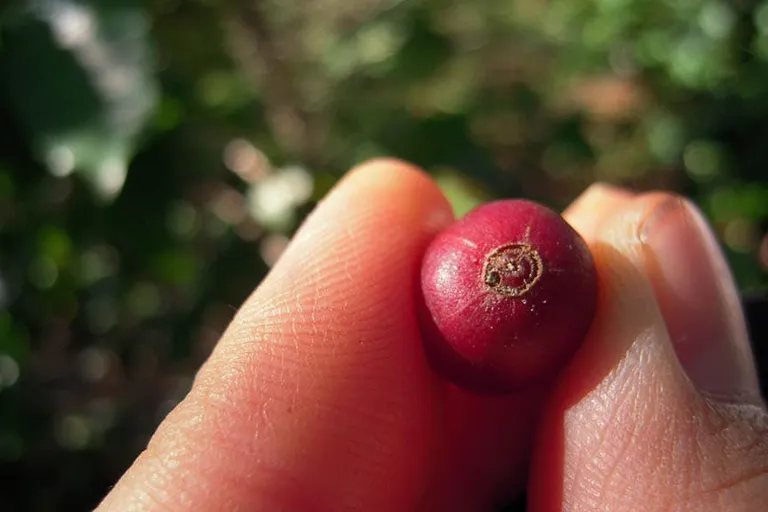 What Is a Coffee Berry Borer & How to Combat It