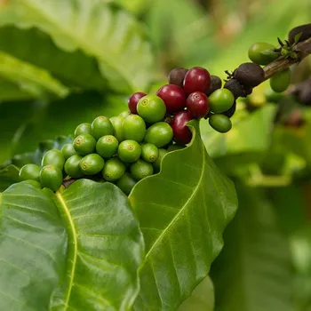 Why Is Kona Coffee So Expensive? Understanding The Cost
