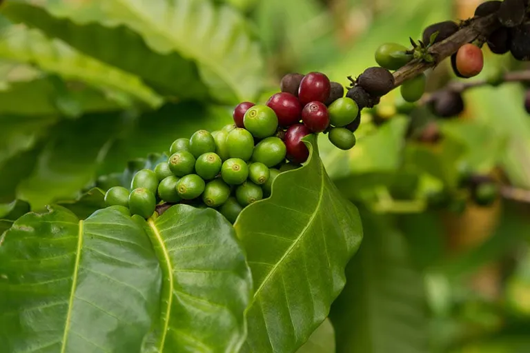 Where Is Coffee Grown in the US? 3 Regions for Coffee Production