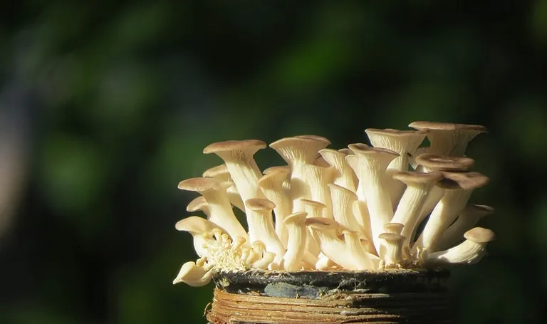 Growing Mushrooms in Coffee Grounds: Expert Tips