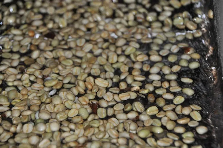 What is Washed Coffee? Comparison With Natural Coffee