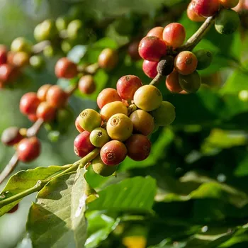 What Climate Does Coffee Grow In? Surprising Facts!