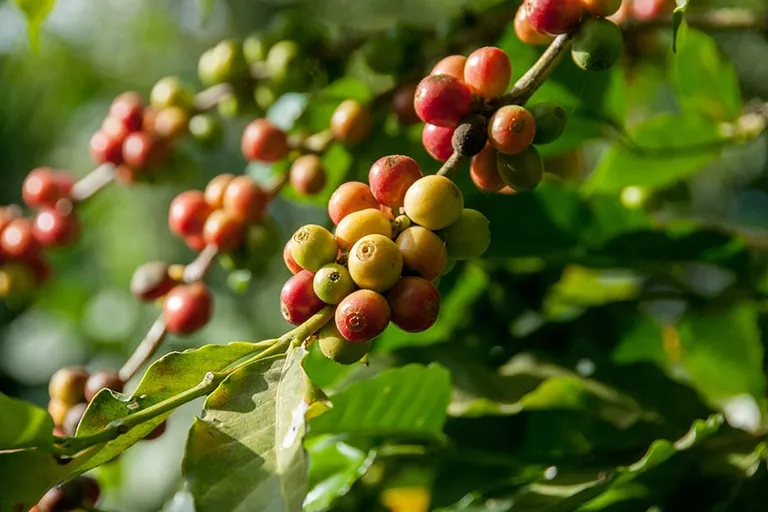 What’s Coffee’s Environmental Impact? Is It Bad for the World?
