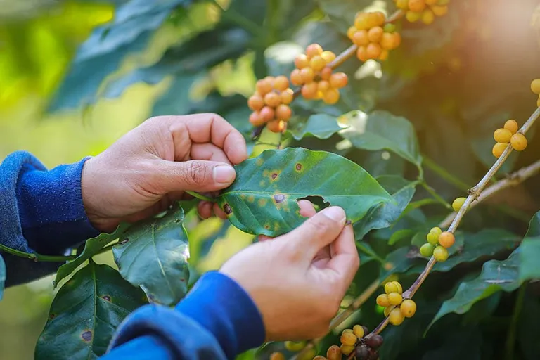 What is Coffee Rust? Causes & How It Affects Coffee