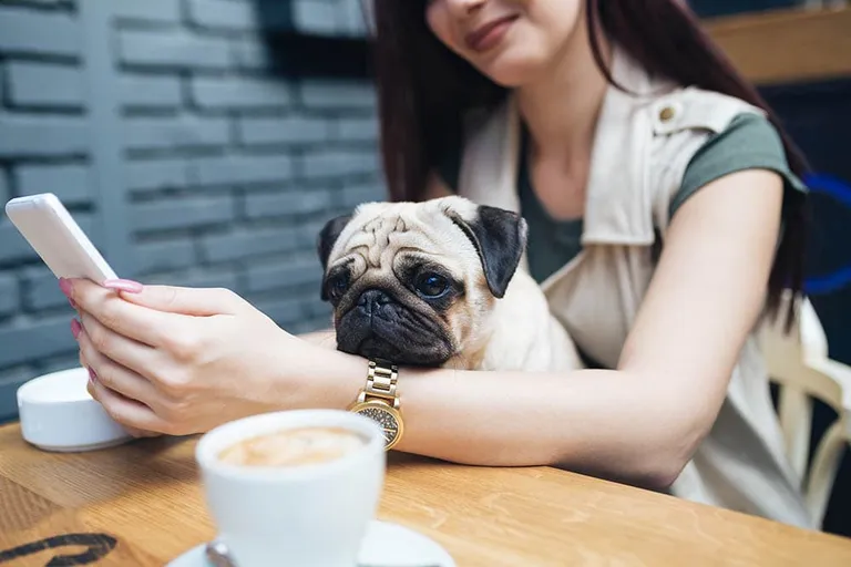 25 Best Dog-Friendly Coffee Shops in the USA (Updated 2026)