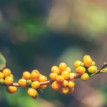 Galapagos Coffee: History, Flavors & Brewing Tips