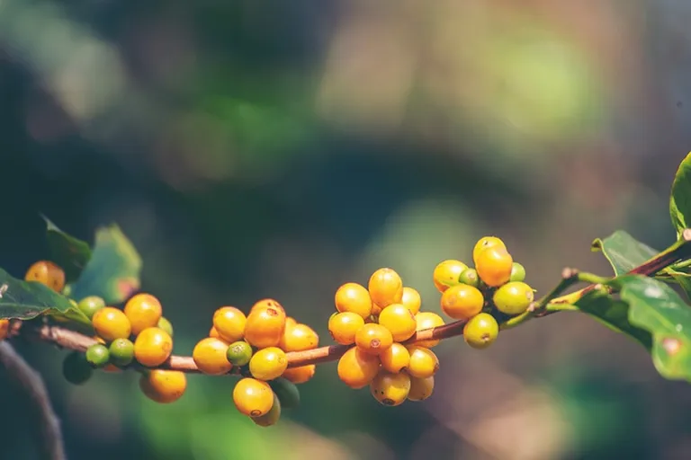 Galapagos Coffee: History, Flavors & Brewing Tips