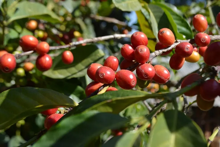 The Myth of Heirloom Coffee Explained: Inconsistency of Good Beans Explained