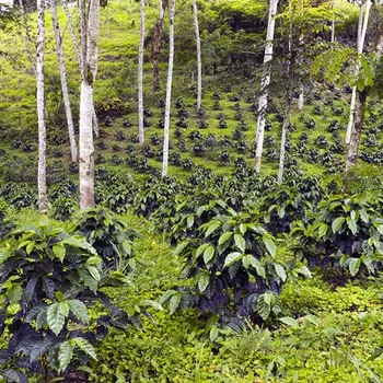 What Does Shade-Grown Coffee Really Mean? (Complete Guide)