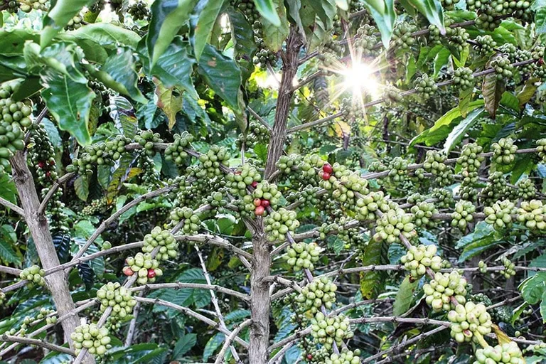 6 Plants That Contain Caffeine (With Pictures)