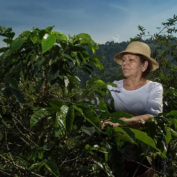 3 Coffee Harvesting Methods Explained (With Pictures)