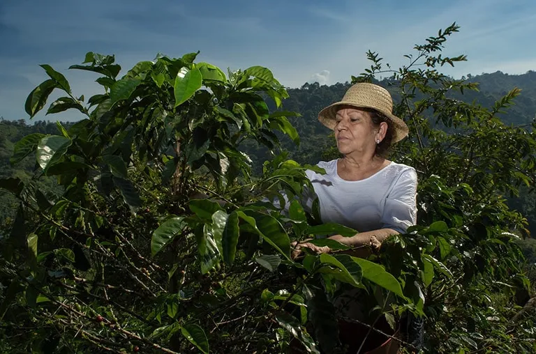 3 Coffee Harvesting Methods Explained (With Pictures)
