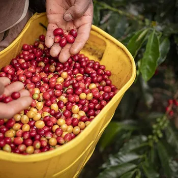 What Do These 5 Coffee Certifications Really Mean? (2026 Guide)