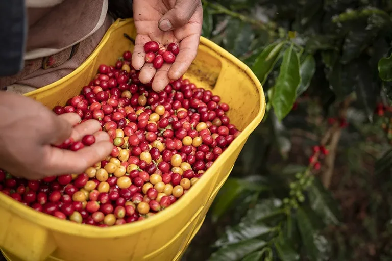 What Do These 5 Coffee Certifications Really Mean? (2026 Guide)