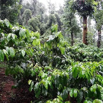 Does Coffee Grow on Trees? The Interesting Answer