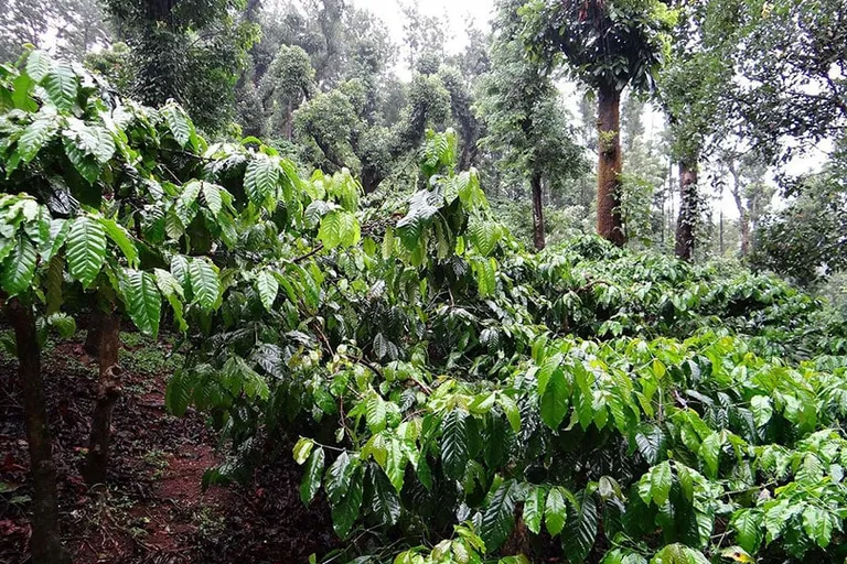 Does Coffee Grow on Trees? The Interesting Answer