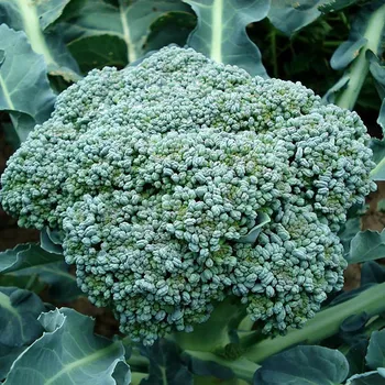 Do Broccoli Plants Like Coffee Grounds? Tips & Facts