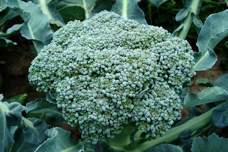 Do Broccoli Plants Like Coffee Grounds? Tips & Facts