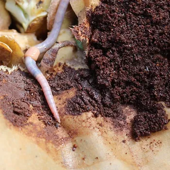 Do Worms Like Coffee Grounds? Advantages & Disadvantages