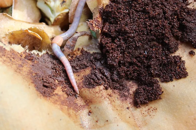 Do Worms Like Coffee Grounds? Advantages & Disadvantages