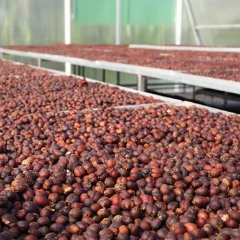 What is Natural Process Coffee? The Delicious Facts