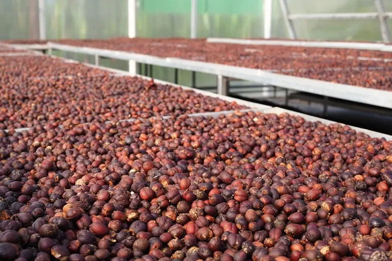 What is Natural Process Coffee? The Delicious Facts