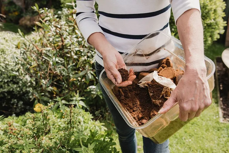Are Coffee Grounds Green or Brown Compost? Facts & FAQ